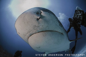 Emma the world famous Tiger Shark dives headon to face my... by Steven Anderson 